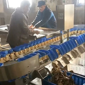 牡蠣自動分揀機