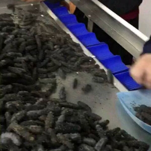 海參重量分選機